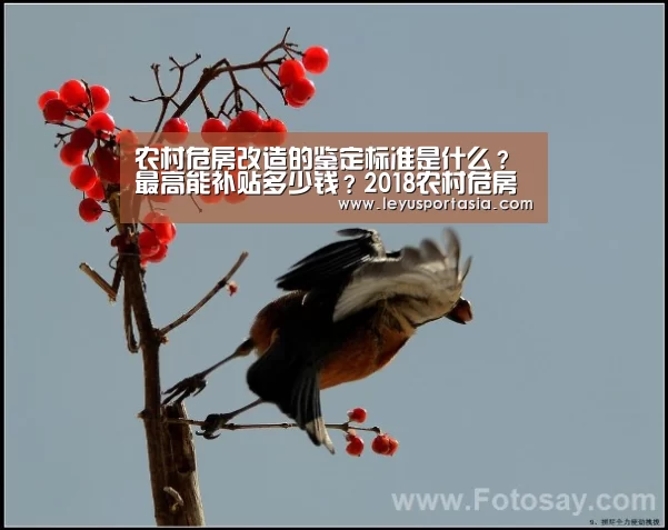 乐鱼体育官方网站