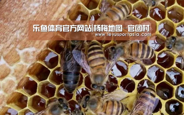 乐鱼体育