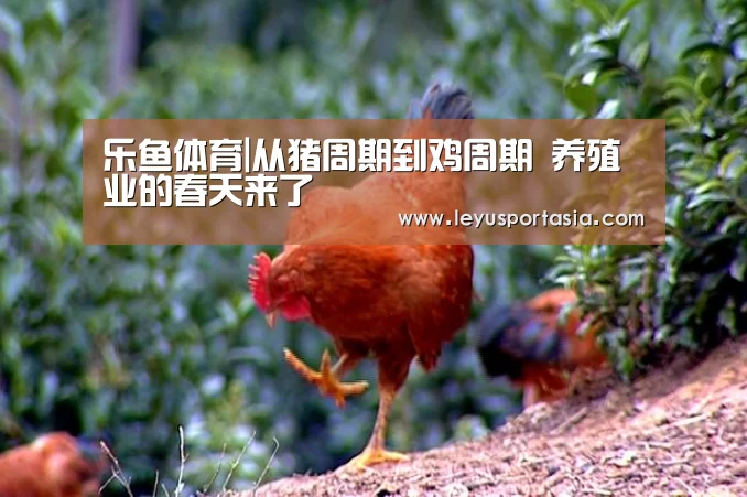 乐鱼体育|从猪周期到鸡周期 养殖业的春天来了(图2) 乐鱼